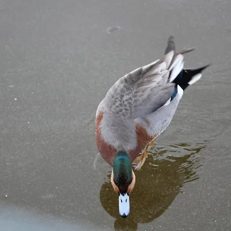 דירה Bienvenue En Baie De Somme